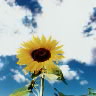 Sunflowerl
